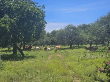 Farm & Agricultural Land