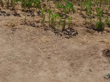 Farm & Agricultural Land