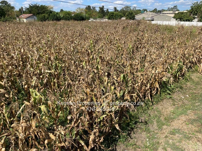Old Malborough Stand For Sale  