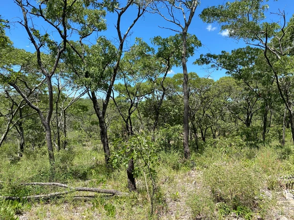 Farm & Agricultural Land