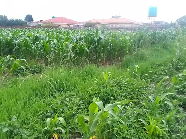 Stands & Residential Land