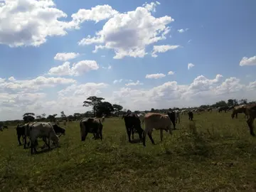 Farm & Agricultural Land