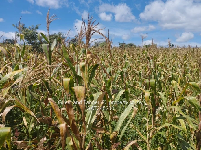 Residential Land For Sale In Buckland Terraces Estate Pomona