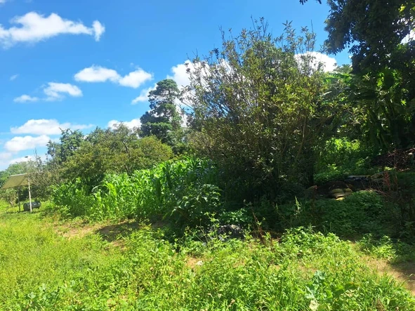 Farm & Agricultural Land