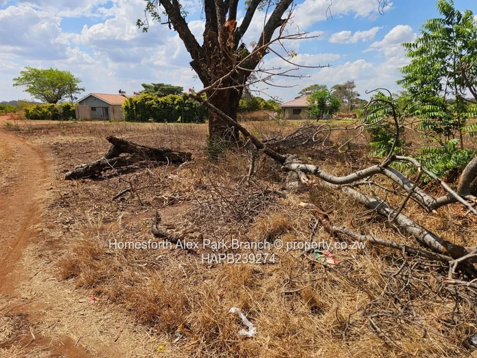 Kwekwe stand for sale