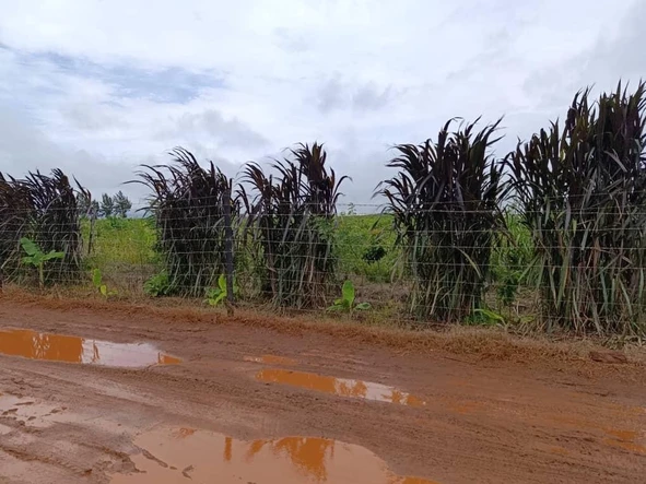 Farm & Agricultural Land