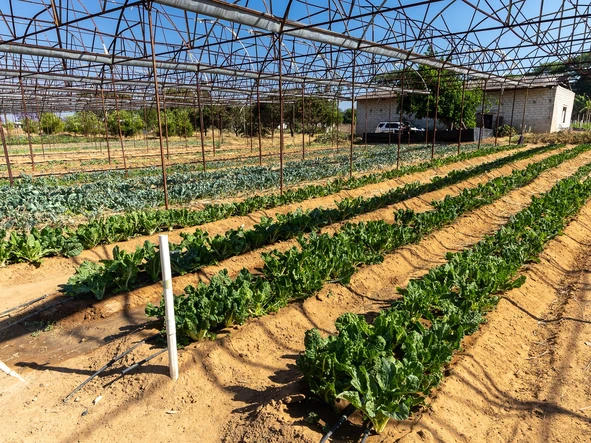 Stands & Residential Land