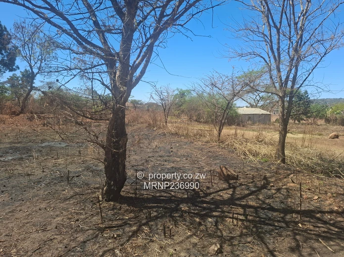 Sawara Hills Crowhill Phase stands for sale