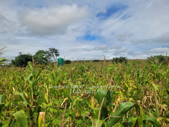 Choice of 2 Stands in Crowhill 