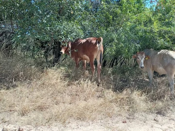 Farm & Agricultural Land
