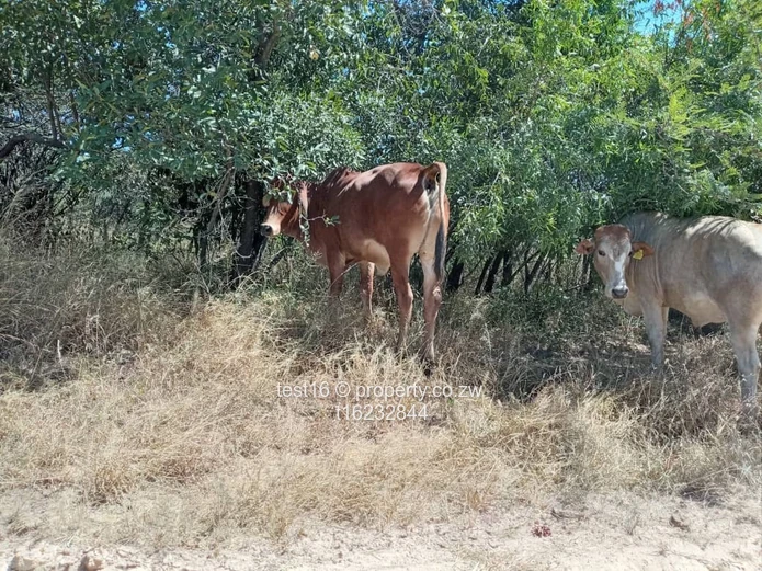 3750 hac in Nyamandhlovu 