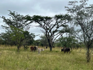 Farm & Agricultural Land