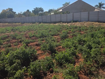 Stands & Residential Land