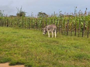 Farm & Agricultural Land