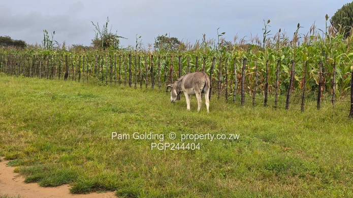 Farm for Sale – Fort Rixon