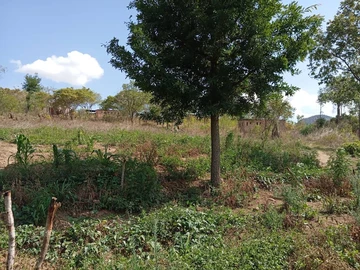 Farm & Agricultural Land