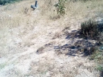 Farm & Agricultural Land