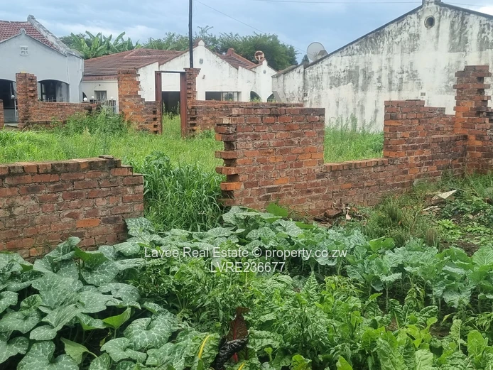Blufhill Cluster luster stand at window level 