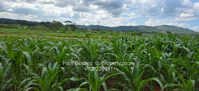 Spacious residential stand near the gold
