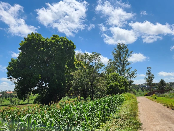 Stands & Residential Land