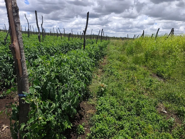 Farm & Agricultural Land