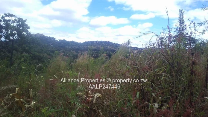 Borrowdale – Charlotte Brooke Vacant Stand For Sale