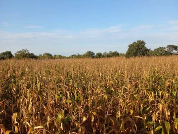 Farm & Agricultural Land