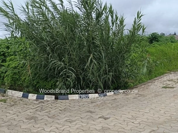 Cold Comfort Duplex Stands- Pleasant Valley drive