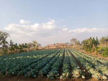 Farm & Agricultural Land