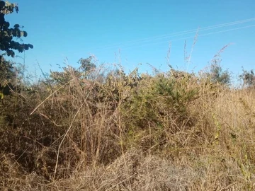 Farm & Agricultural Land