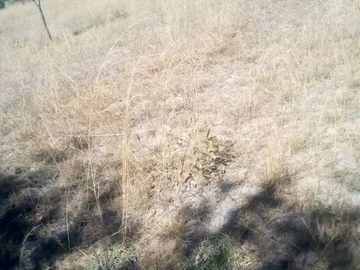 Farm & Agricultural Land