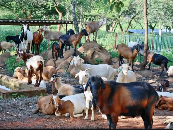 Farm & Agricultural Land