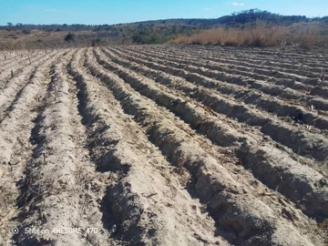 Farm & Agricultural Land