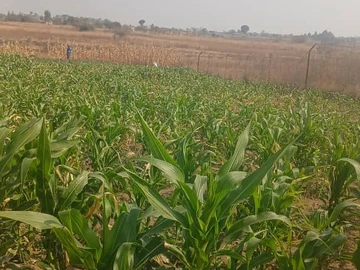 Farm & Agricultural Land