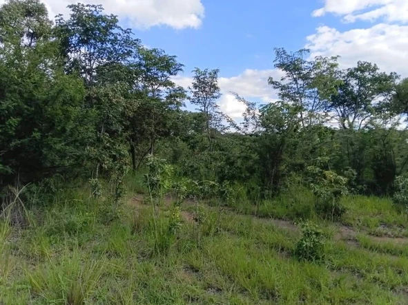 Farm & Agricultural Land
