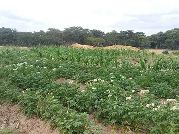 Farm & Agricultural Land
