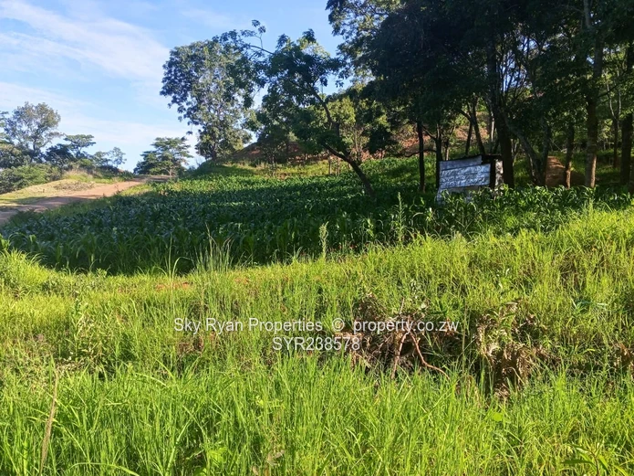 Carrick Creagh Stands  For Sale