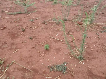 Commercial & Industrial Land