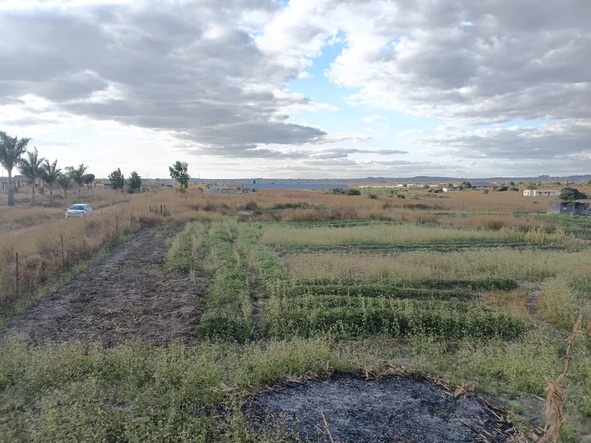 Farm & Agricultural Land