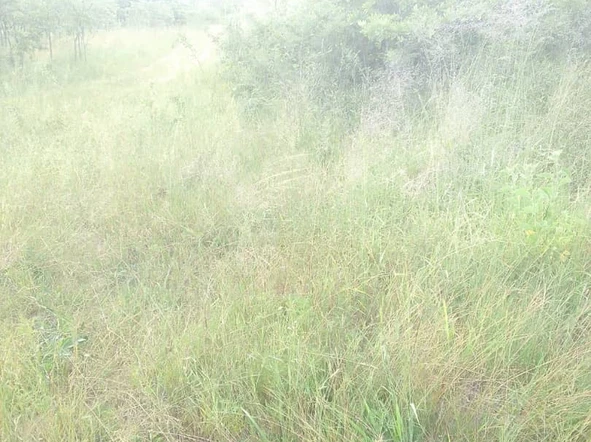 Farm & Agricultural Land