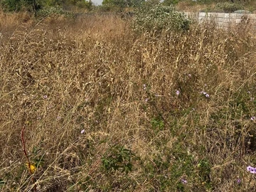 Commercial & Industrial Land