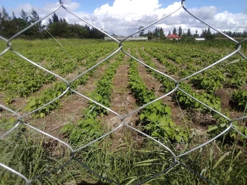 Stands & Residential Land