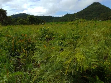 Farm & Agricultural Land