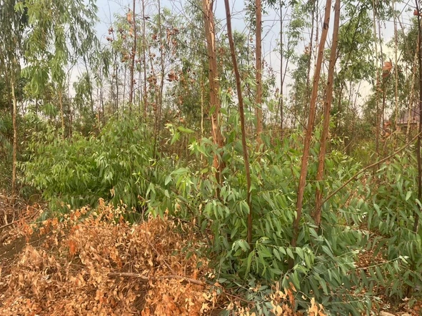 Stands & Residential Land