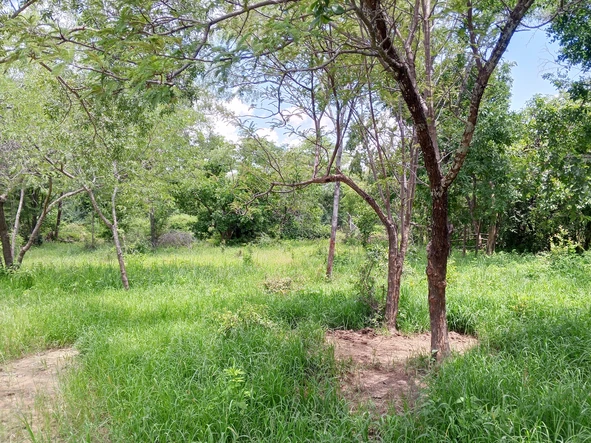 Farm & Agricultural Land