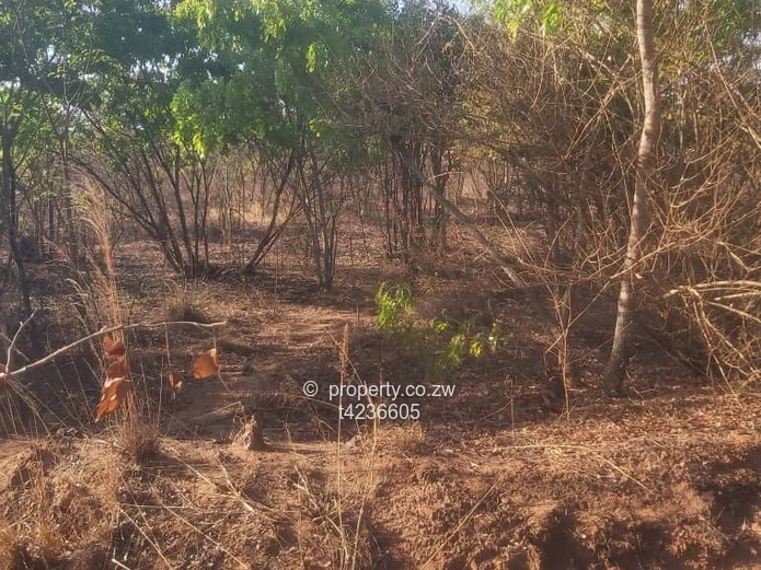 Gweru Hertfordshire stand for sale  (Sole Mandate)