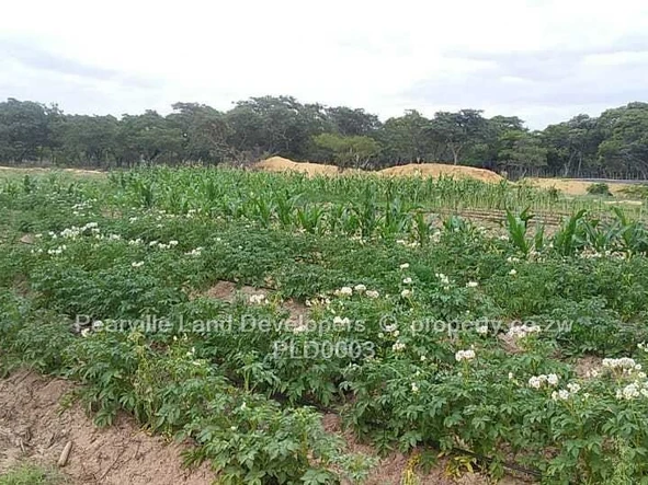 Farm & Agricultural Land