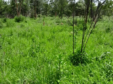 Commercial & Industrial Land