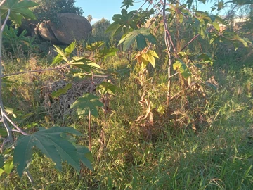 Commercial & Industrial Land