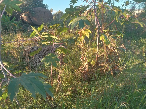 Commercial & Industrial Land